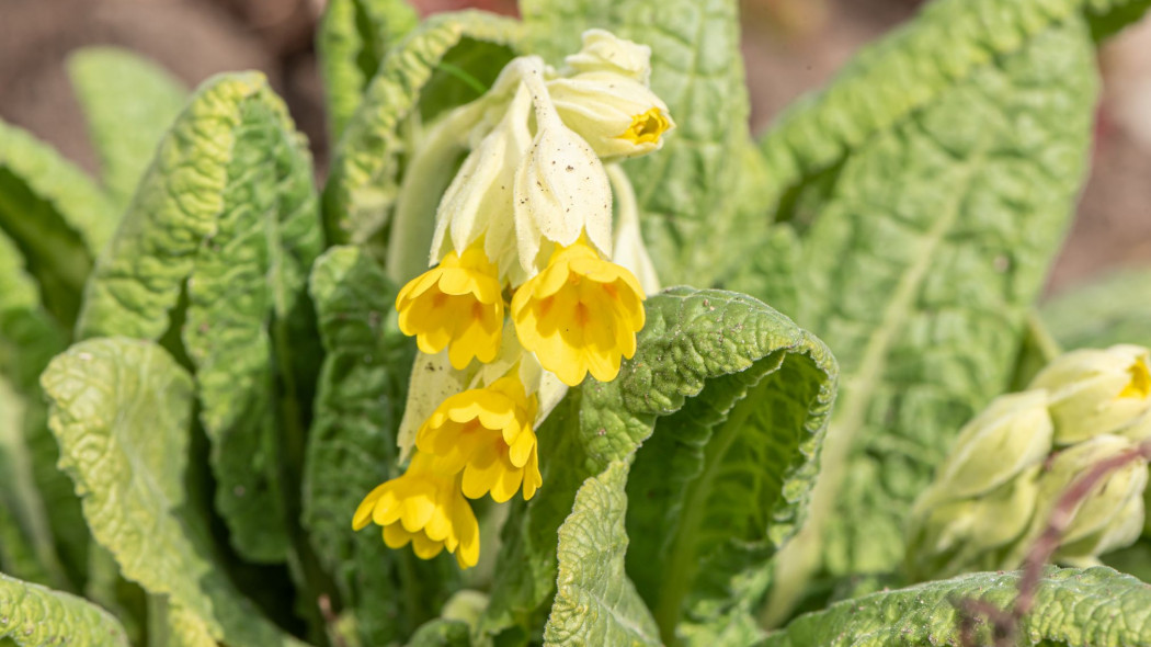 Pierwiosnek lekarski (Primula veris)