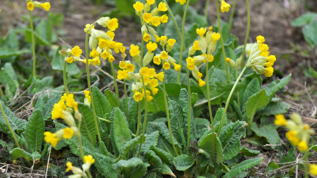 Pierwiosnek lekarski (Primula veris)