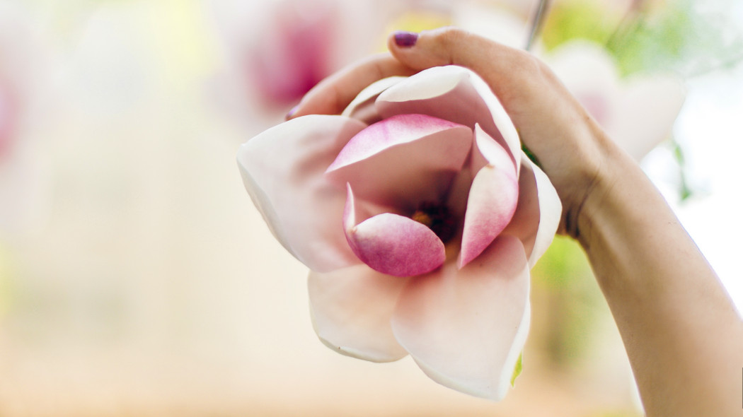 Magnolia w pełnej krasie – jak osiągnąć efekt, który zachwyci sąsiadów