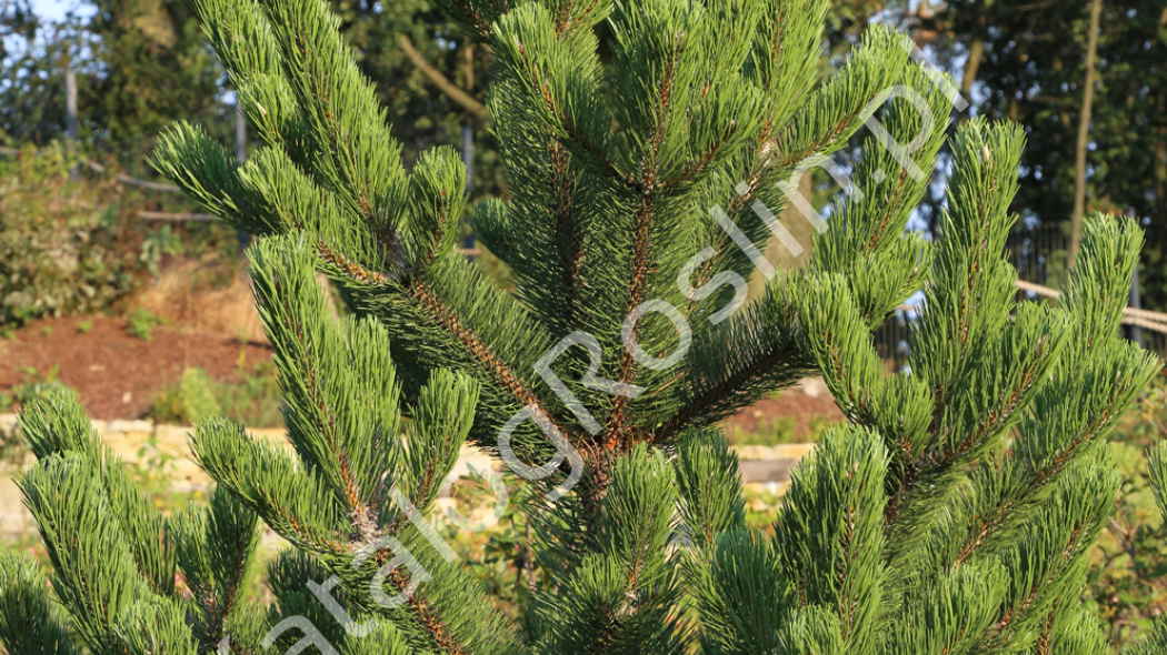 iglaste zimozielone drzew w ogrodzie - sosna czarna Pinus nigra Oregon Green Fot. Grzegorz Falkowski 