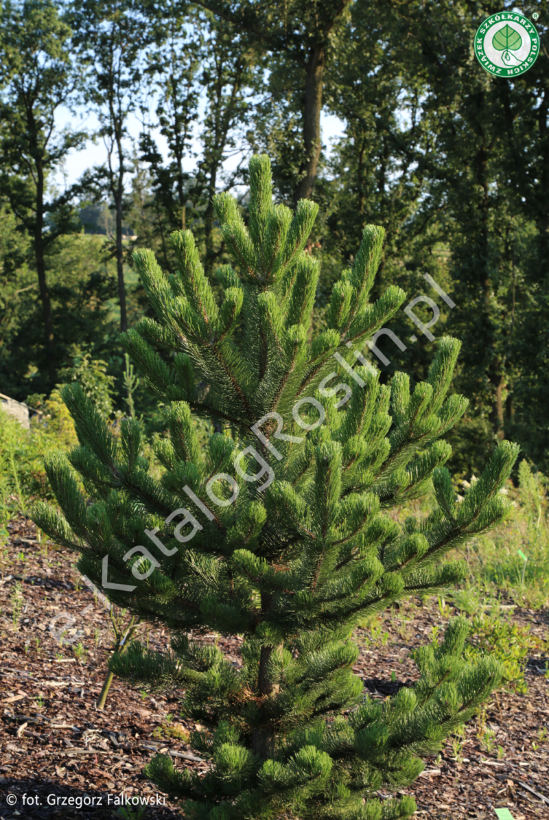 Miniaturowe iglaste drzewo w ogrodzie sosna czarna 'Oregon Green'