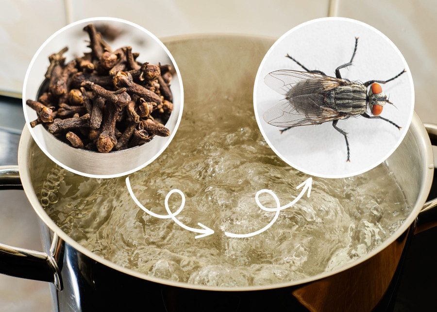 Masz problem z owadami Ten domowy sposób może Cię zaskoczy prostotą i skutecznością