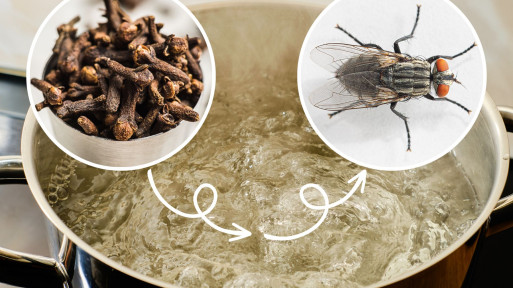 Weź to z kuchennej szafki i ugotuj. Tak przegonisz muchy, mole, komary i inne insekty