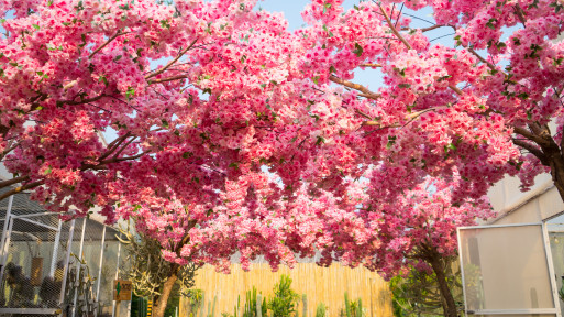Hanami w ogrodzie – poczuj magię Japonii i stwórz zakątek pełen kwitnących wiśni Sakura