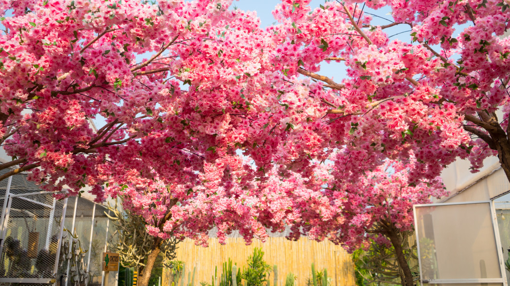 Naturalne piękno kwitnących wiśni i błękitne niebo. Japoński ogród sakury. Festiwal hanami w Japonii - czas, kiedy ludzie cieszą się kwitnieniem różowych kwiatów.