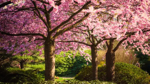 Hanami w ogrodzie – poczuj magię Japonii i stwórz zakątek pełen kwitnących wiśni Sakura