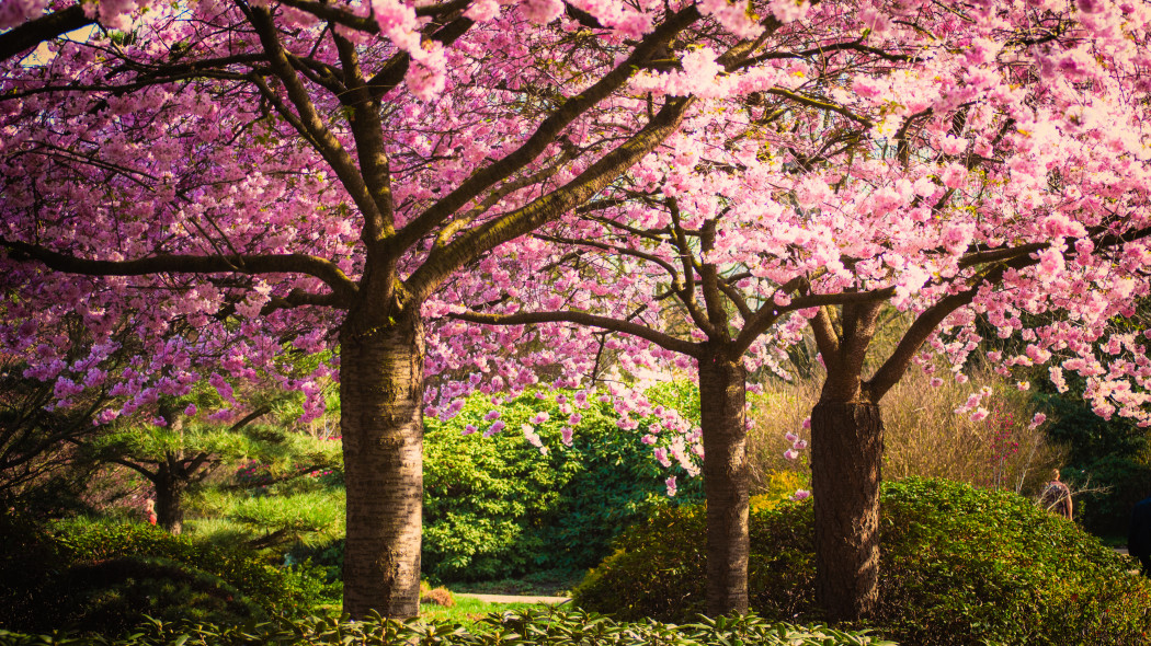 Sakura Hanami - kwitnące wiśnie w ogrodzie