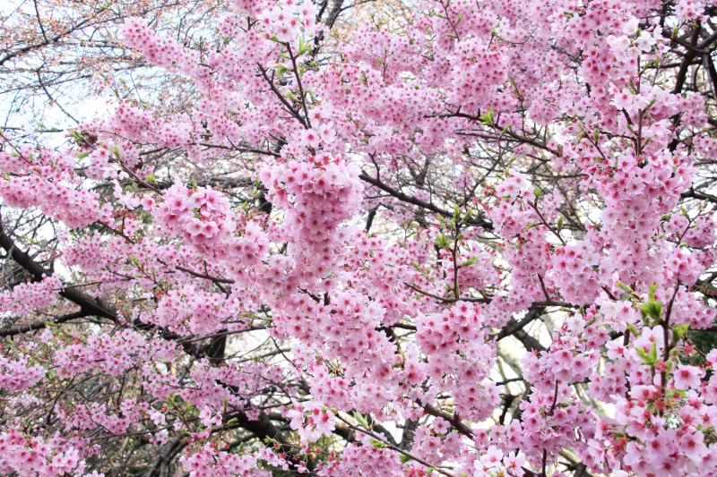 Gałąź kwitnącej sakury z różowymi kwiatami. Japoński festiwal hanami.
