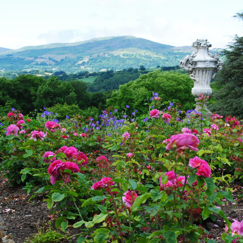 rabata różana z kwitnącymi różami w ogrodzie w Bodnant Garden 