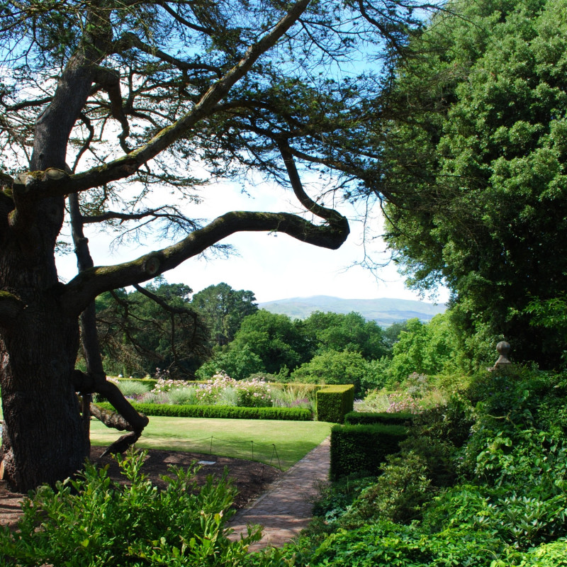 stare drzewa w angielskim ogrodzie w Bodnant Garden