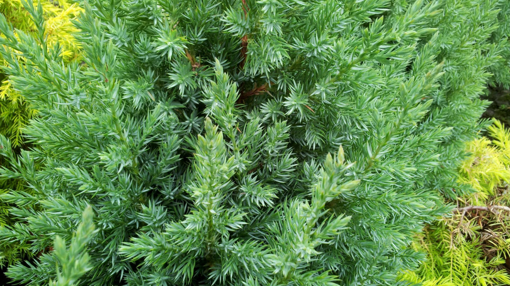 Jałowiec chiński (Juniperus chinensis) 'Pyramidalis'