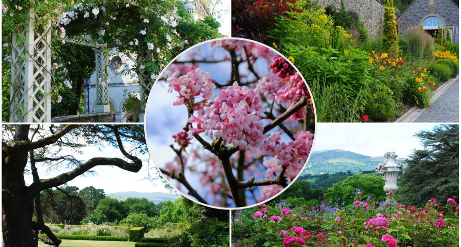 Bodnant Garden | Wycieczka do angielskiego ogrodu 