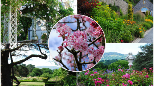 Bodnant Garden | Wycieczka do angielskiego ogrodu 