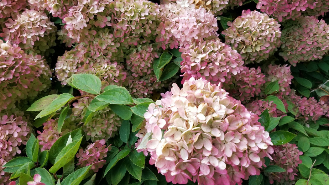 Kwiatostan biało-różowy hortensji bukietowej (Hydrangea paniculata) 'Limelight'