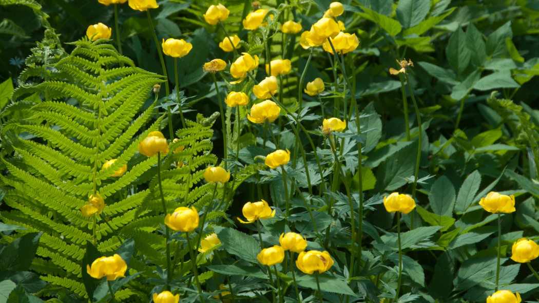 Pełnik europejski (Trollius europaeus)