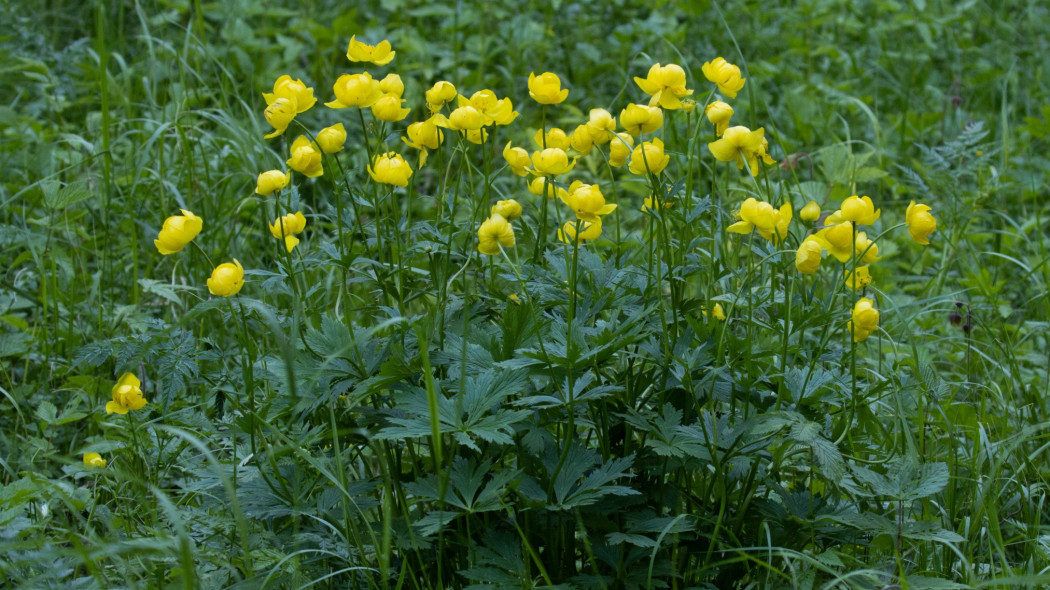 Pełnik europejski (Trollius europaeus)