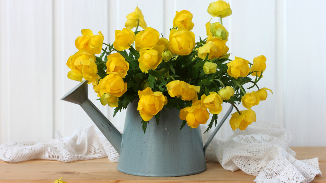 Pełnik europejski (Trollius europaeus) w konewce