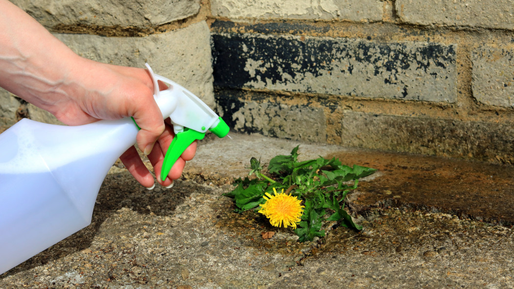 Naturalny spray na mlecze - wypala liście i korzenie