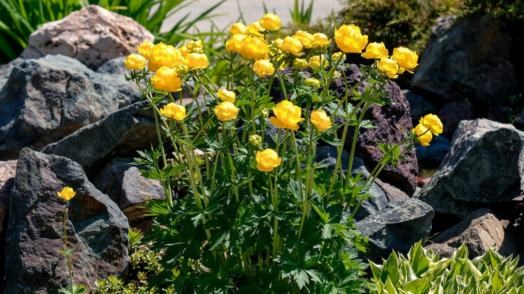 Pełnik europejski (Trollius europaeus)