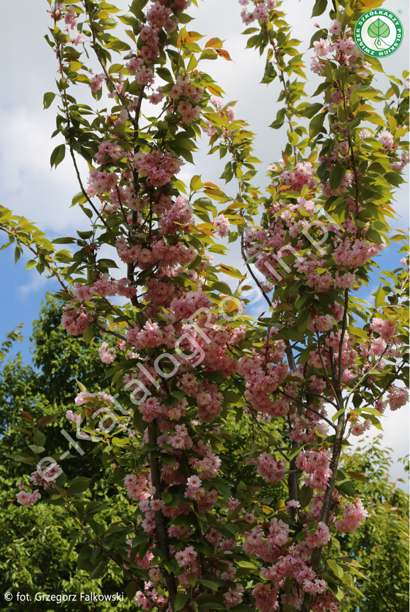 Kwitnąca wiosną w ogrodzie wiśnia piłkowana Prunus serrulata 'Kanzan'