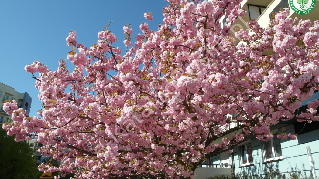 Kwitnąca wiosną na różowo wiśnia piłkowana (Prunus serrulata) 'Kanzan' - drzewo w mieście