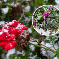 Pelargonie nie lubią zimna. Nie śpiesz się z ich sadzeniem. Kiedy to zrobić bezpiecznie?