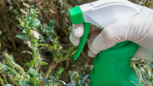 Masz larwy na bukszpanach? Pryskaj już dziś. Te preparaty zatrzymają inwazję ćmy i uratują Twoje rośliny