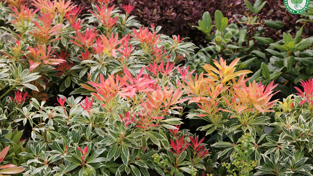 pieris japoński Pieris japonica Flaming Silver - zimozielony krzew w ogrodzie