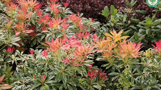 Pieris japoński 'Flaming Silver'