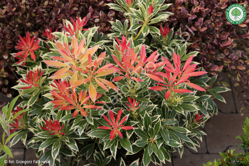 pieris japoński Pieris japonica Flaming Silver Fot. Grzegorz Falkowski ZSzP