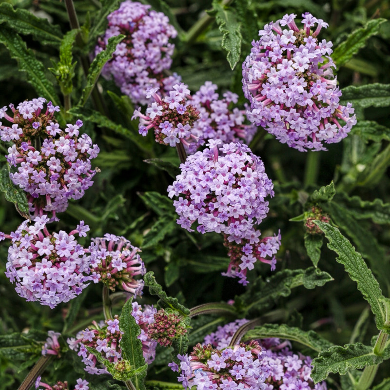 fioletowe kwiaty werbeny patagońskiej Verbena bonariensis