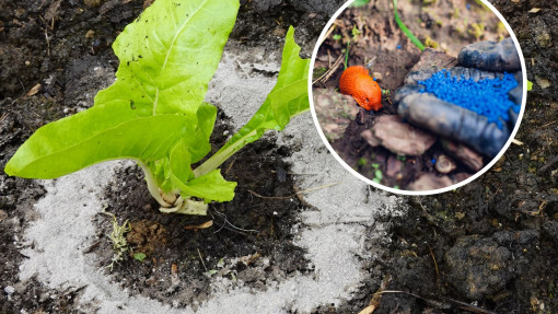 Sypię to wokół roślin i blokuję drogę ślimakom. Mięczaki wymiękają i przestają żerować na moich grządkach