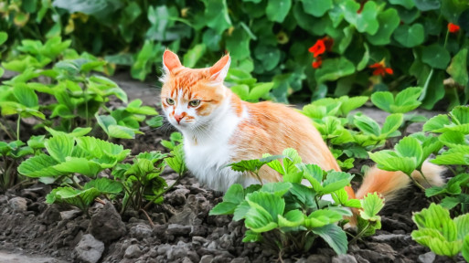 Naturalny sposób na odstraszenie niechcianych kotów – te rośliny je zniechęcą