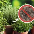 Naturalna ochrona przed mrówkami. Te rośliny odstraszą je zapachem