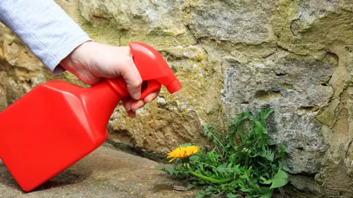 Ekologiczna rewolucja w walce z chwastami? Naturalnie! Oto skuteczny herbicyd bez glifosatu