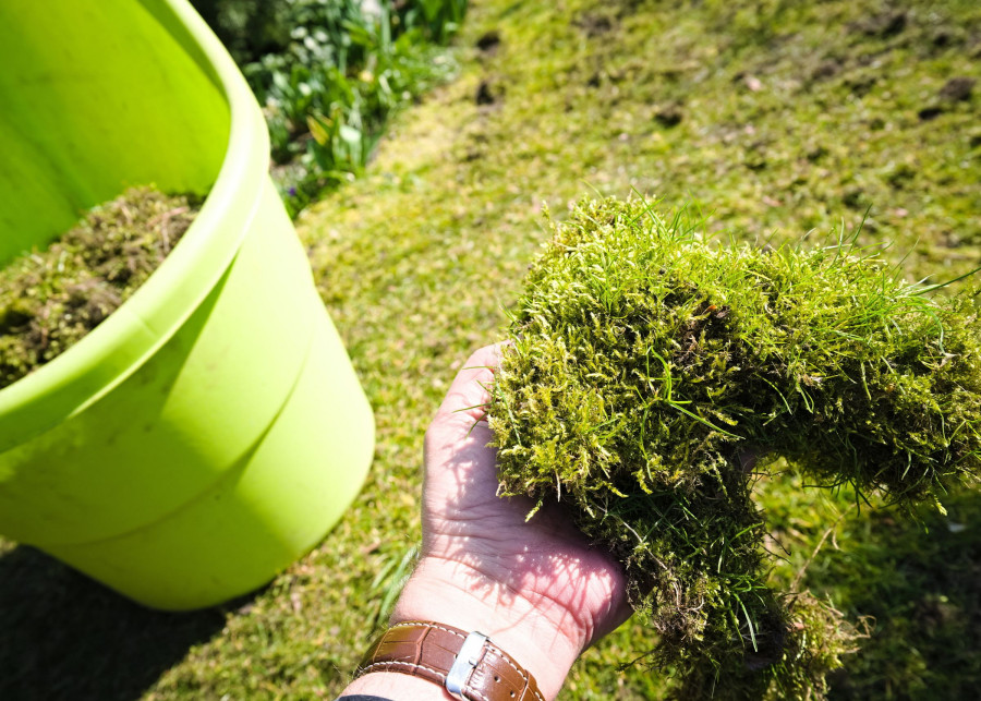 ogrodnik zbiera mech z trawnika do zielonego kosza na odpady
