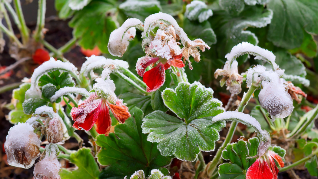 Pelargonie po wiosennych przymrozkach