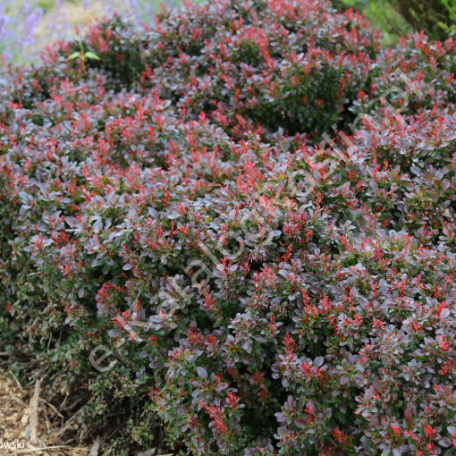 Berberys Thunberga 'Bagatelle'