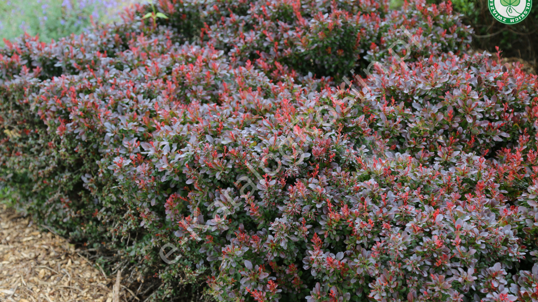 berberys Thunberga (Berberis thunbergii) Bagatelle - krzew o purpurowych liściach w ogrodzie