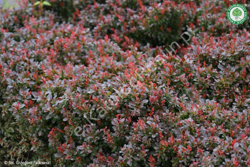 berberys Thunberga (Berberis thunbergii) Bagatelle - krzew o purpurowych liściach w ogrodzie