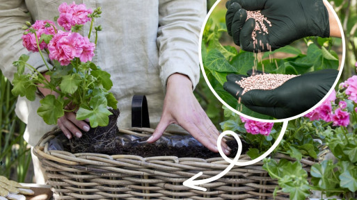 Dodaję te granulki do ziemi podczas sadzenia. Pelargonie kwitną bez dodatkowego nawożenia aż do mrozów