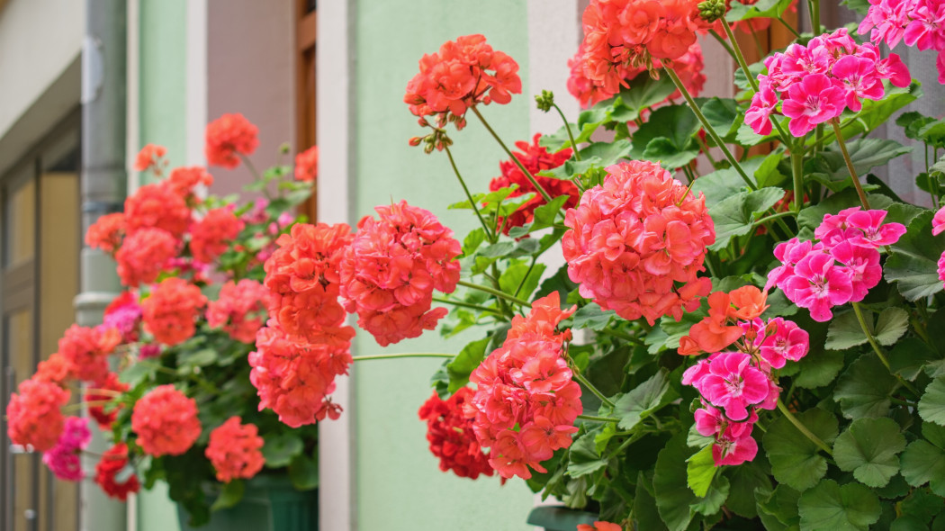 Nie martw się o pelargonie na urlopie Oto kilka łatwych rozwiązań