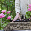 Sadzenie pelargonii krok po kroku i bez błędów. Oto 10+ praktycznych wskazówek