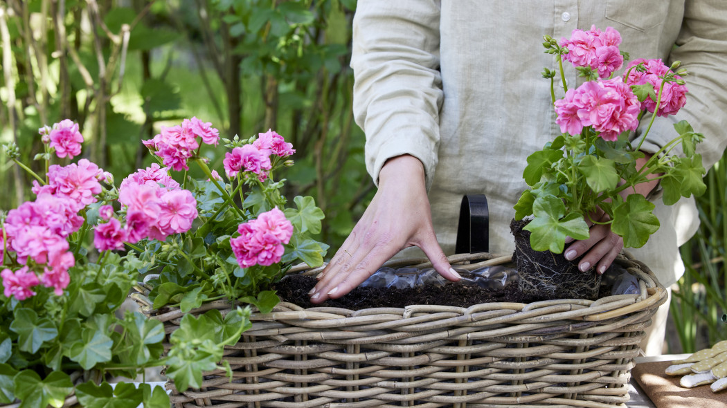 Sadzenie pelargonii krok po kroku i bez błędów