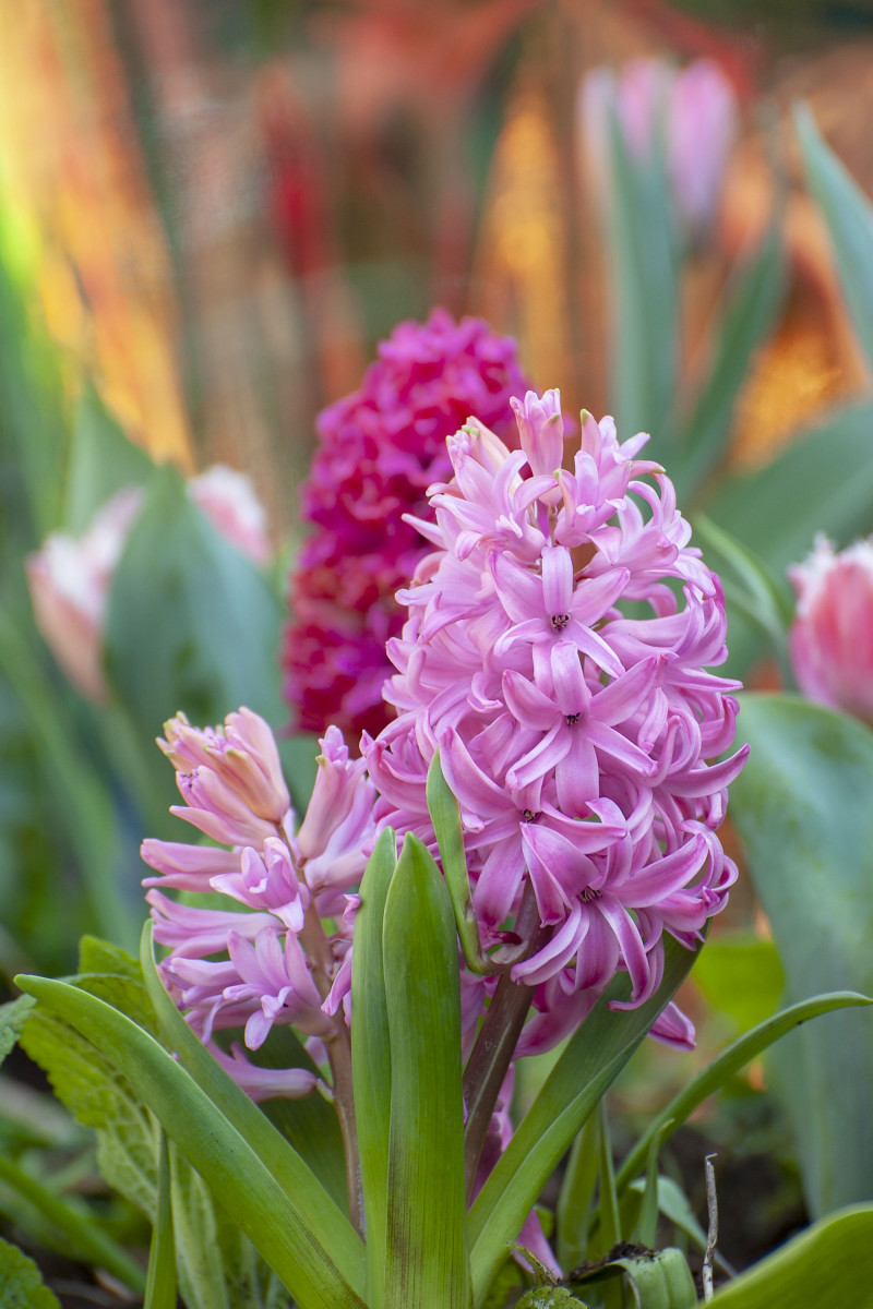 Różowy hiacynt 'Pink Pearl'