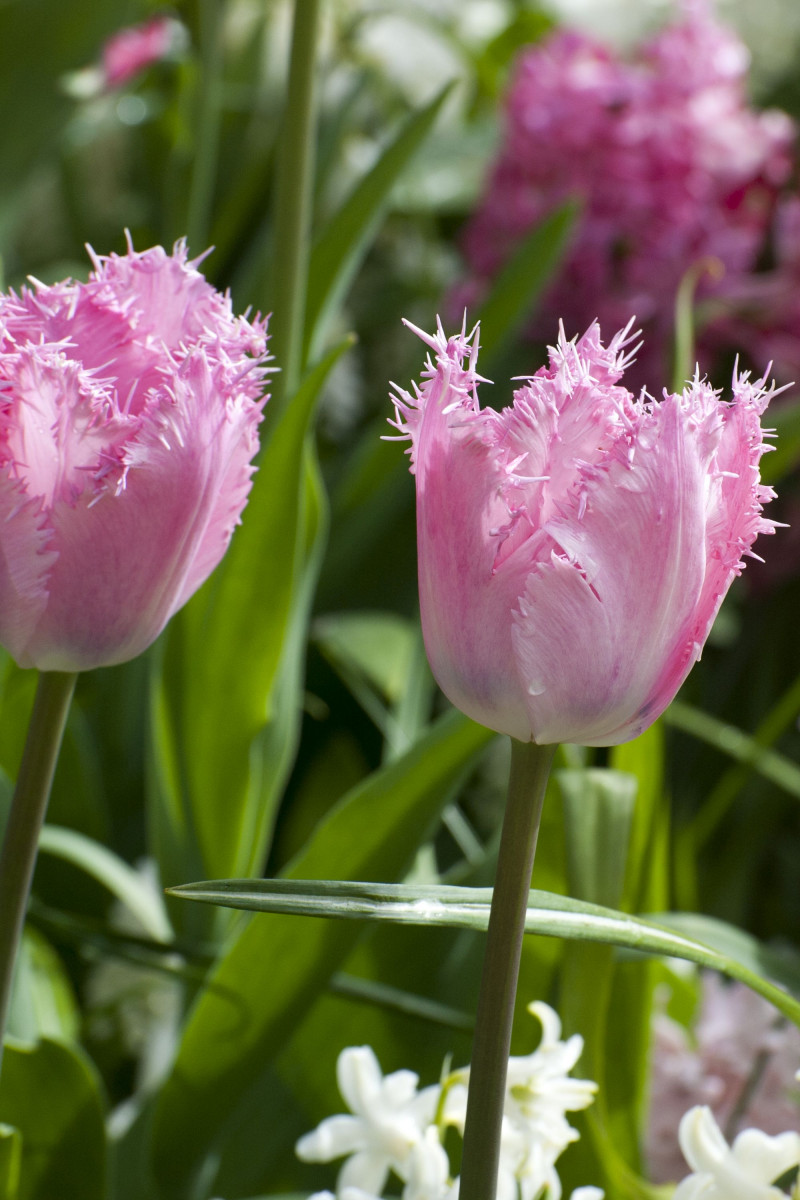 Różowy tulipan 'Santander' 