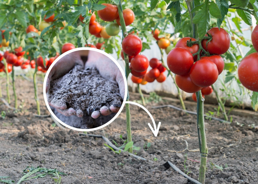 Nawożenie pomidorów popiołem