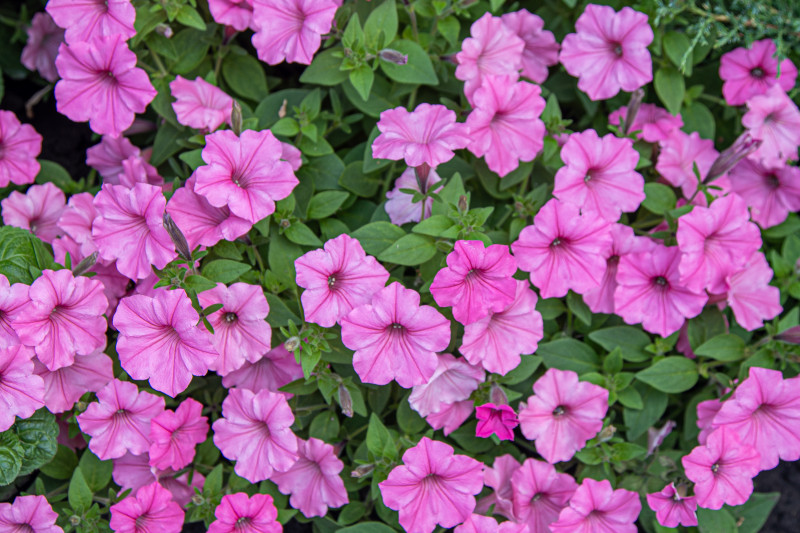 Supertunia VISTA 'Bubblegum'