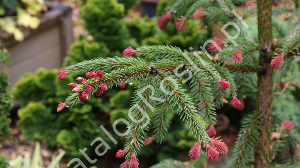 drzewo iglaste w ogrodzie świerk pospolity (Picea abies) Rydal fot. Grzegorz Falkowski ZSzP