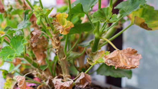 Czego nie lubi pelargonia? Od czego choruje? Oto 4 powody